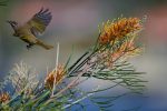 Brown Honeyeater in Flight